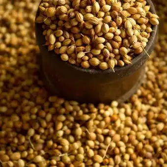 Whole Coriander